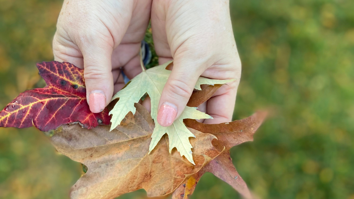 Embracing Autumn's Rhythm in Arlington: A Beautiful Season to Slow Down (wherever you live)